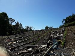 #V395 - Terreno para Venda em São Francisco do Sul - SC