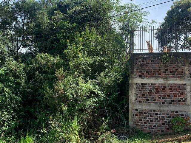 #307 - Área para Venda em Rio Negrinho - SC